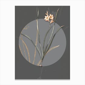 Vintage Botanical Gladiolus Lineatus on Circle Gray on Gray n.0121 Canvas Print