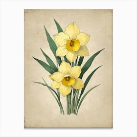 Daffodils 2 Canvas Print