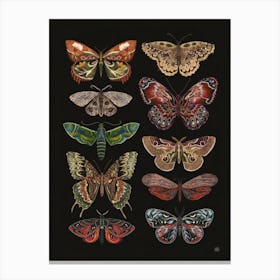 Moths And Butterflies folk art Canvas Print