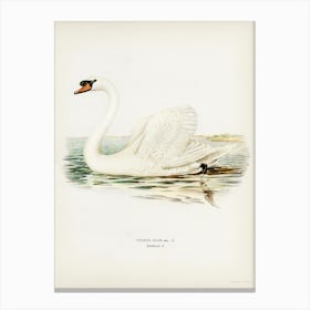 Mute Swan Male (Cygnus Olor), The Von Wright Brothers Canvas Print
