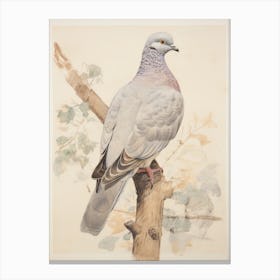 Vintage Bird Drawing Pigeon 1 Canvas Print