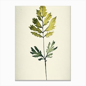 Wood Betony Leaf Minimalist Watercolour 1 Canvas Print