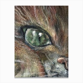 Velvet cat, oil velvet Canvas Print
