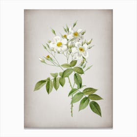 Vintage Musk Rose Botanical on Parchment Canvas Print