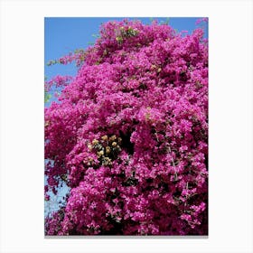 Bougainvillea 1 Canvas Print