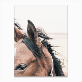 Horse Ears In Wind Canvas Print