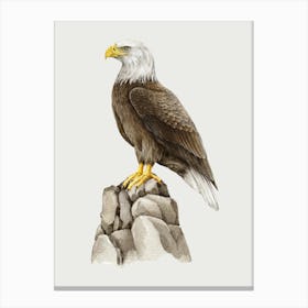 Bald Eagle 2 Canvas Print