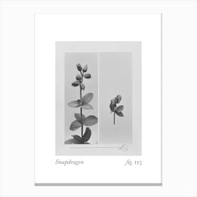 Snapdragon Botanical Collage 3 Canvas Print