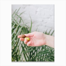 Hand Holding Almond Canvas Print