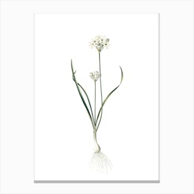 Vintage Three Cornered Leek Botanical Illustration on Pure White n.0881 Canvas Print