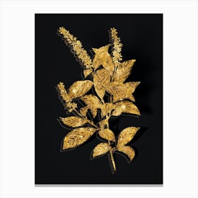 Vintage Virginia Sweetspire Botanical in Gold on Black n.0054 Canvas Print