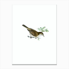 Vintage Common Whitethroat Bird Illustration on Pure White n.0206 Canvas Print