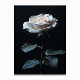 White Rose 4 Canvas Print