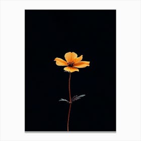 Single Flower On A Black Background 10 Canvas Print