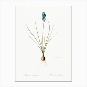 Grape Hyacinth Illustration From Les Liliacées (1805), Pierre Joseph Redoute 1 Canvas Print