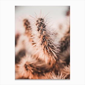 Spikey Cactus Sunset Canvas Print