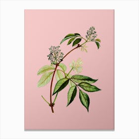 Vintage Red Elderberry Botanical on Soft Pink n.0731 Canvas Print