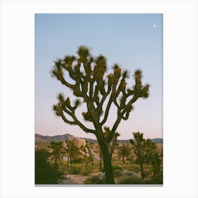 Joshua Tree Moon VIII on Film Canvas Print