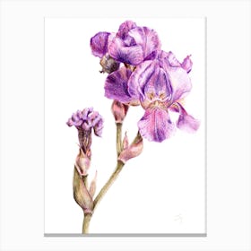 Purple Iris Drawing Canvas Print