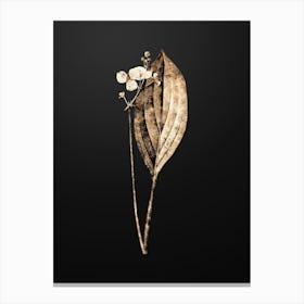 Gold Botanical Bulltongue Arrowhead on Wrought Iron Black n.0246 Canvas Print