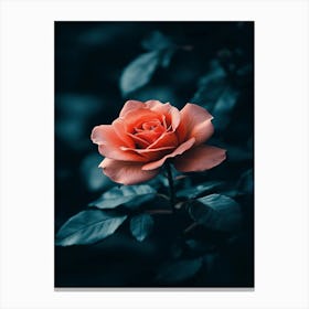 Rose In The Dark 26 Canvas Print