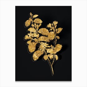 Vintage Snowdrop Bush Botanical in Gold on Black n.0587 Canvas Print