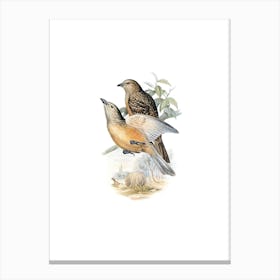 Vintage Fawn Breasted Bowerbird Bird Illustration on Pure White n.0063 Canvas Print