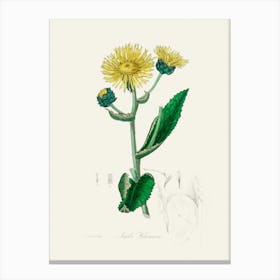 Vintage Botanical John Stephenson and James Morss Churchill Art Print_2731664 Canvas Print