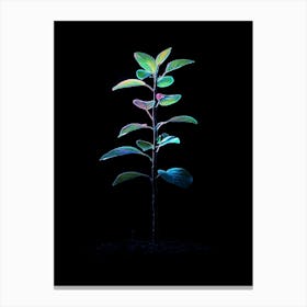 Plant In The Dark Canvas Print