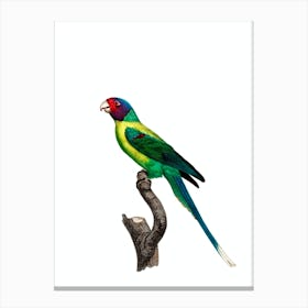 Vintage Plum Headed Parakeet Bird Illustration on Pure White Canvas Print