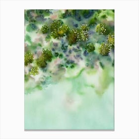 Acropora Clathrata Ii Storybook Watercolour Canvas Print