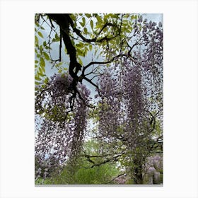 Img 4324 Spring in the arboretum Canvas Print