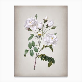 Vintage White Rose Botanical on Parchment n.0745 Canvas Print