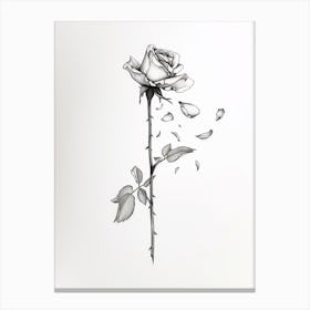 English Rose Petals Line Drawing 1 Canvas Print