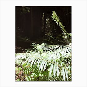 Ferns In The Forest Canvas Print