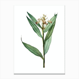 Vintage Globba Erecta Botanical Illustration on Pure White n.0476 Canvas Print