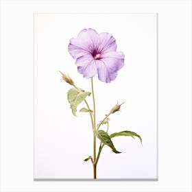 Pressed Wildflower Botanical Art Wild Petunia 2 Canvas Print