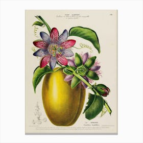 Passion Fruit 3 Canvas Print