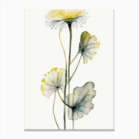 Coltsfoot Herb Minimalist Watercolour Canvas Print