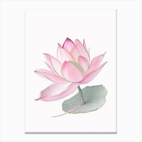 Pink Lotus Pencil Illustration 4 Canvas Print