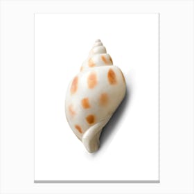 Colored seashells. Seashells. Summer. 5 Canvas Print