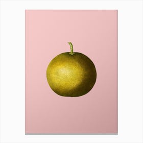 Vintage Adam's Apple Botanical on Soft Pink n.0402 Canvas Print
