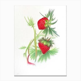 Wild Strawberries, Plant, Pencil Colour Canvas Print