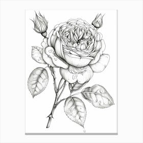 Roses Sketch 48 Canvas Print