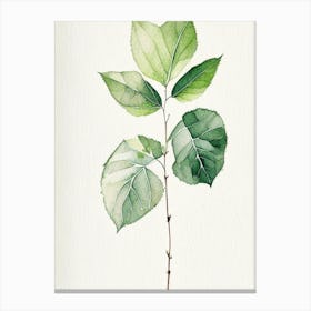 Viburnum Leaf Minimalist Watercolour 3 Canvas Print