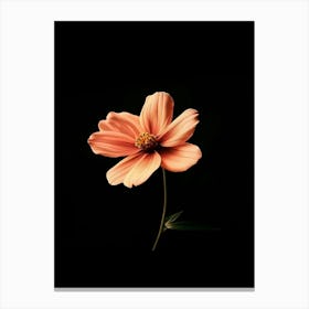 Cosmos Stock Videos & Royalty-Free Footage Canvas Print