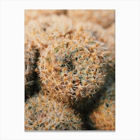 Small Cactus Cluster Canvas Print