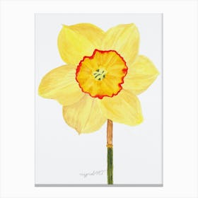 Daffodil 11 Canvas Print