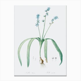 Star Squill Illustration From Les Liliacées (1805), Pierre Joseph Redoute Canvas Print