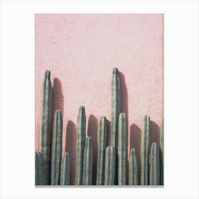 Blushing Cactus Canvas Print